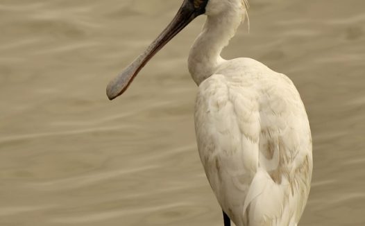 野生黑脸琵鹭图片
