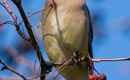 停靠在树枝上雪松太平鸟图片