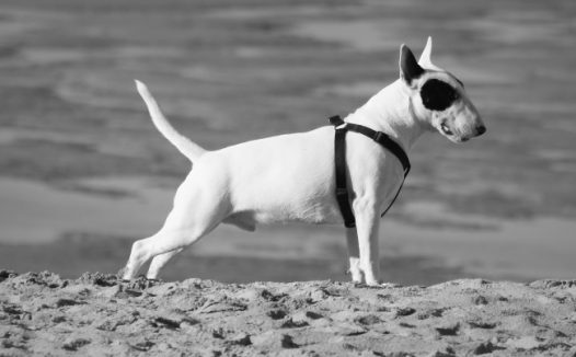 比特犬黑白图片