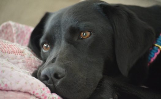 黑色拉布拉多狗狗图片