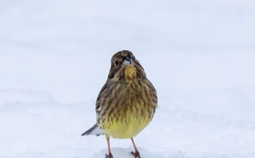 冬天雪地云雀图片