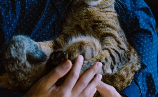 女人抱着虎斑猫图片