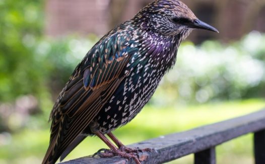 七彩鸟图片素材