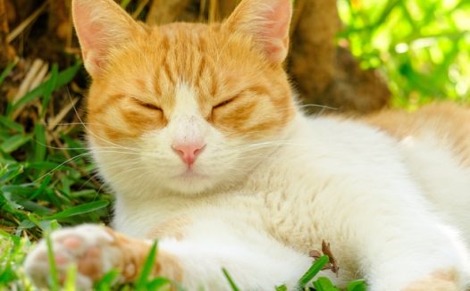 草地可爱懒洋洋的小花猫图片