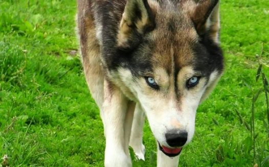 萌宠哈士奇图片