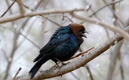 站在树枝上的松鸦图片