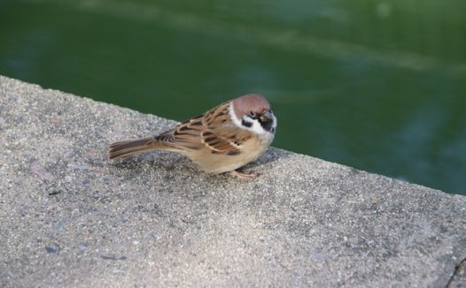 实拍野生小麻雀图片