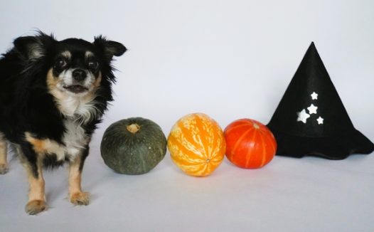 万圣节女巫帽南瓜小狗图片