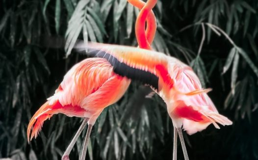两只红色火烈鸟图片