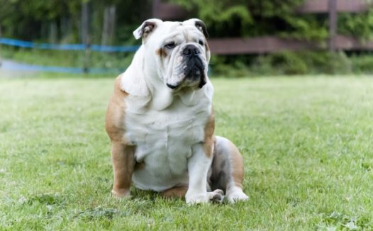 呆萌英国斗牛犬图片