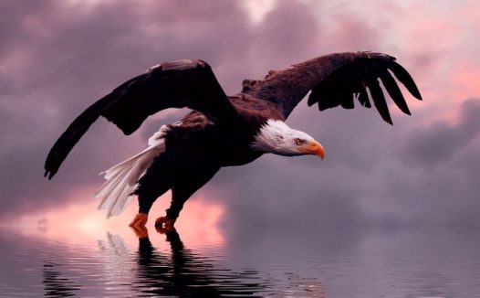 黄昏湖泊白头鹰图片