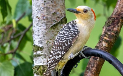 站在树杈上的黄腹啄木鸟图片