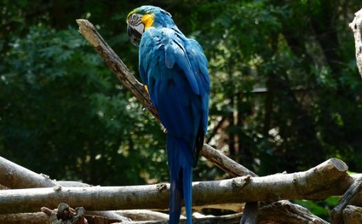 树枝上蓝色鹦鹉图片