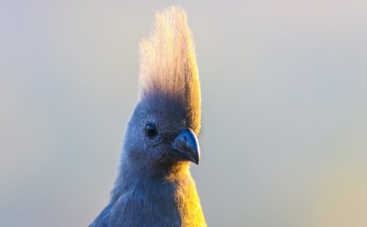 南非灰蕉鹃头部特写图片