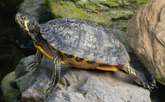 乌龟腐甲/腐皮病家庭处理指南