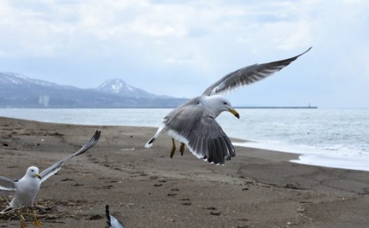 海滩海鸥飞翔图片