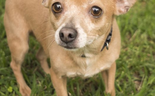 宠物素材可爱小狗图片