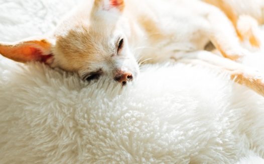 吉娃娃狗睡觉图片