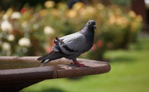 灰鸽子摄影图片