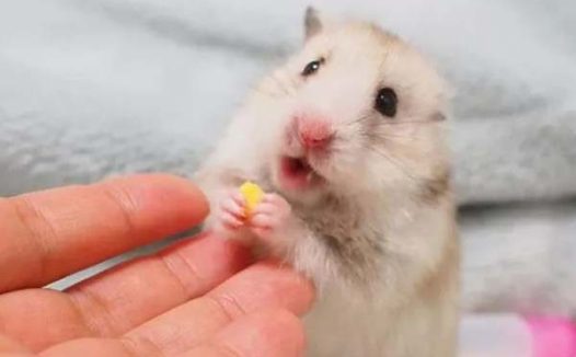 仓鼠咬人是什么原因