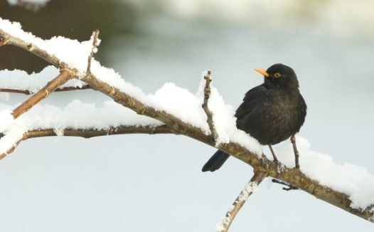 冬季积雪覆盖树枝黑鸟图片