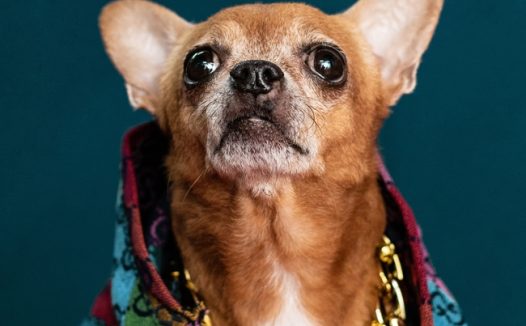 可爱吉娃娃宠物写真图片