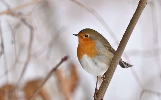 站在枯枝上的野生知更鸟摄影图片