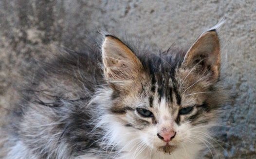 躲在墙角的小猫图片