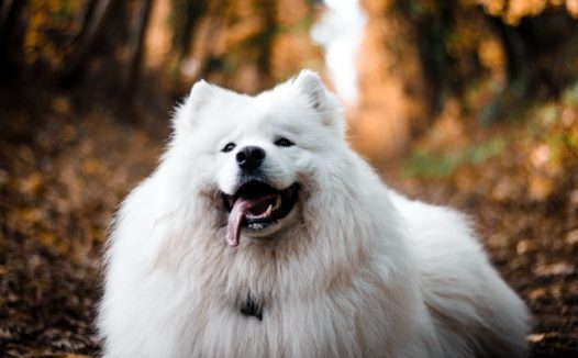 白色萨摩耶宠物写真图片