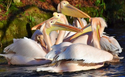 一群粉红色鹈鹕图片