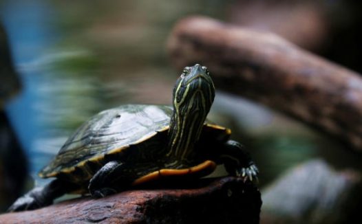 乌龟腐甲腐皮病:家庭治疗全步骤图解