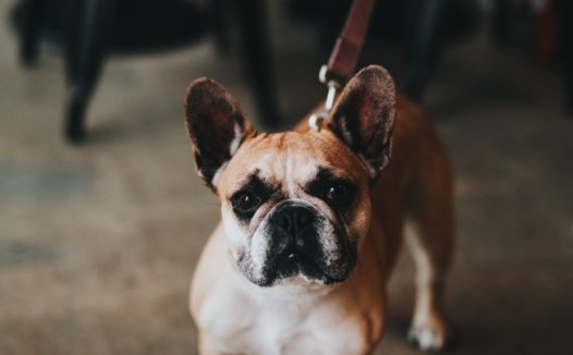 纯种成年法斗犬图片