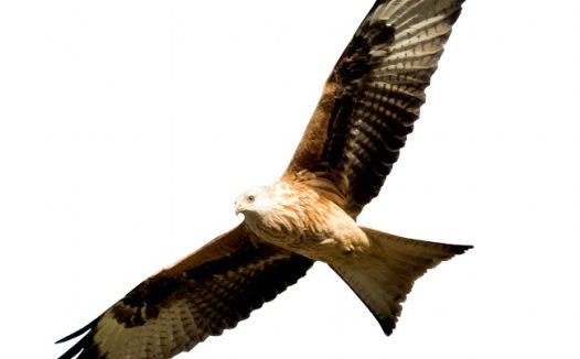 展翅翱翔老鹰图片