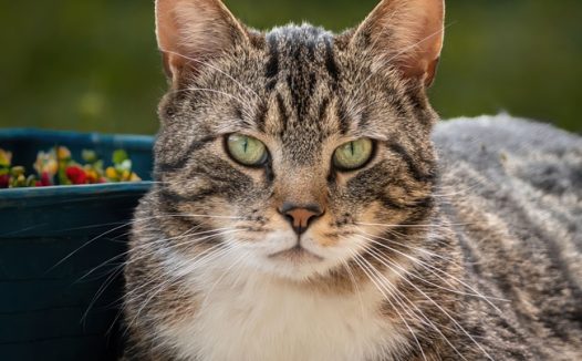 可爱呆萌狸花猫写真摄影图片