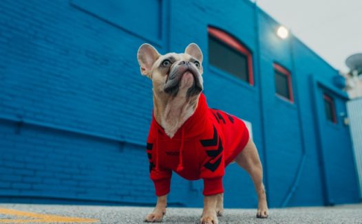 可爱呆萌宠物狗狗图片