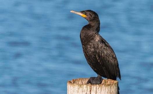 鸬鹚水禽动物图片
