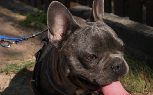 可爱黑色法国斗牛犬图片