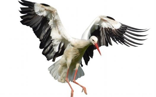 白鹤飞翔图片素材