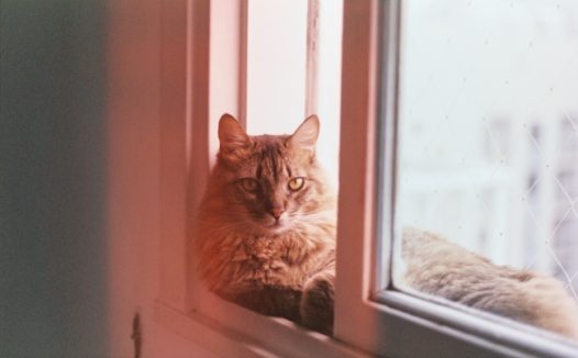 缅因猫宠物写真图片