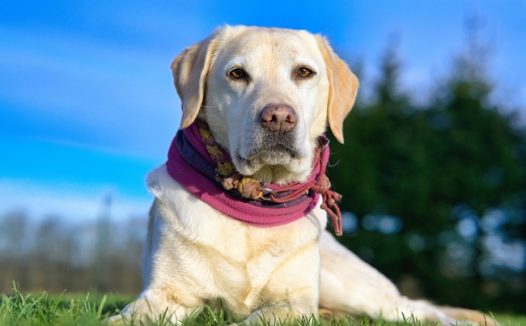 可爱宠物拉布拉多犬图片