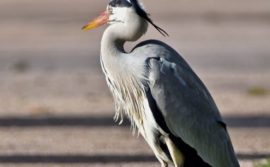 野生飞禽苍鹭图片
