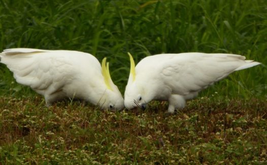 一对小葵花凤头鹦鹉图片