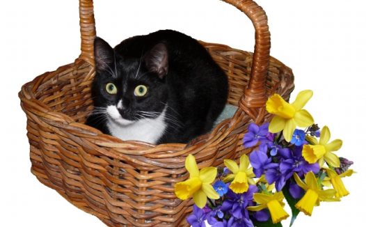 篮子里的萌猫咪图片