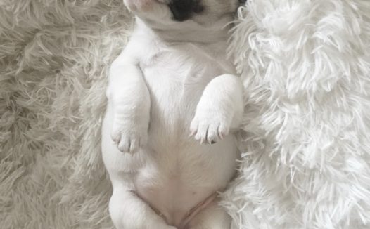 睡觉可爱小狗狗图片