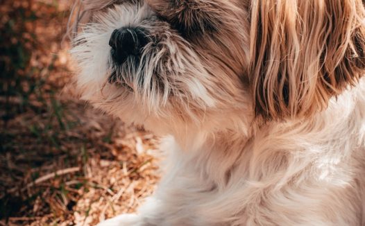 可爱萌西施犬图片