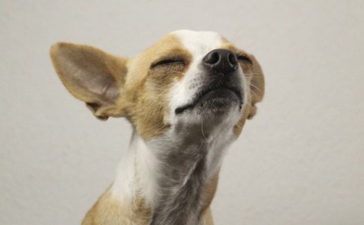 可爱家养吉娃娃狗图片