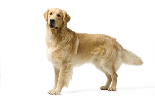 美系金毛犬图片