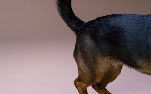 杜宾犬尾巴特写图片