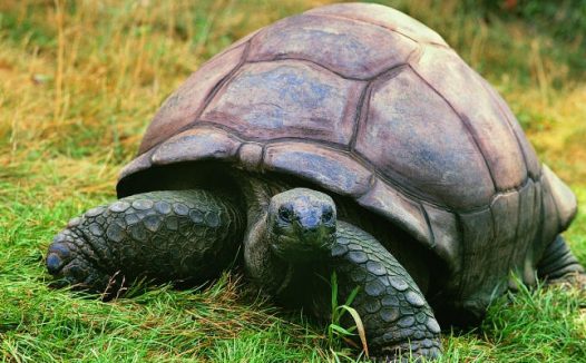 爬行的乌龟高清图片