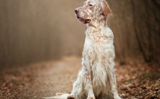白色流浪狗图片